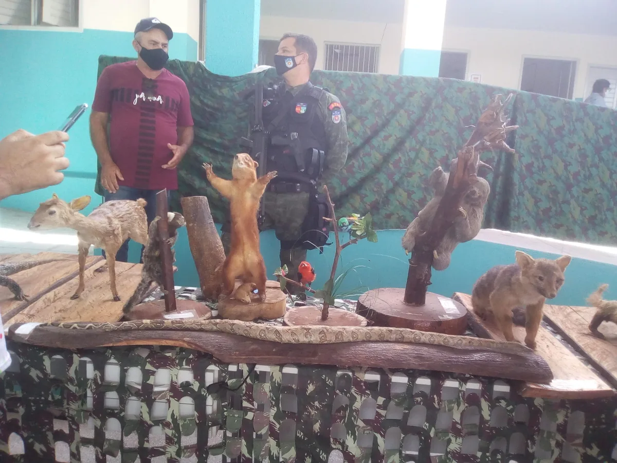 Exposição sobre os animais da caatinga, com peças expostas sobre a mesa